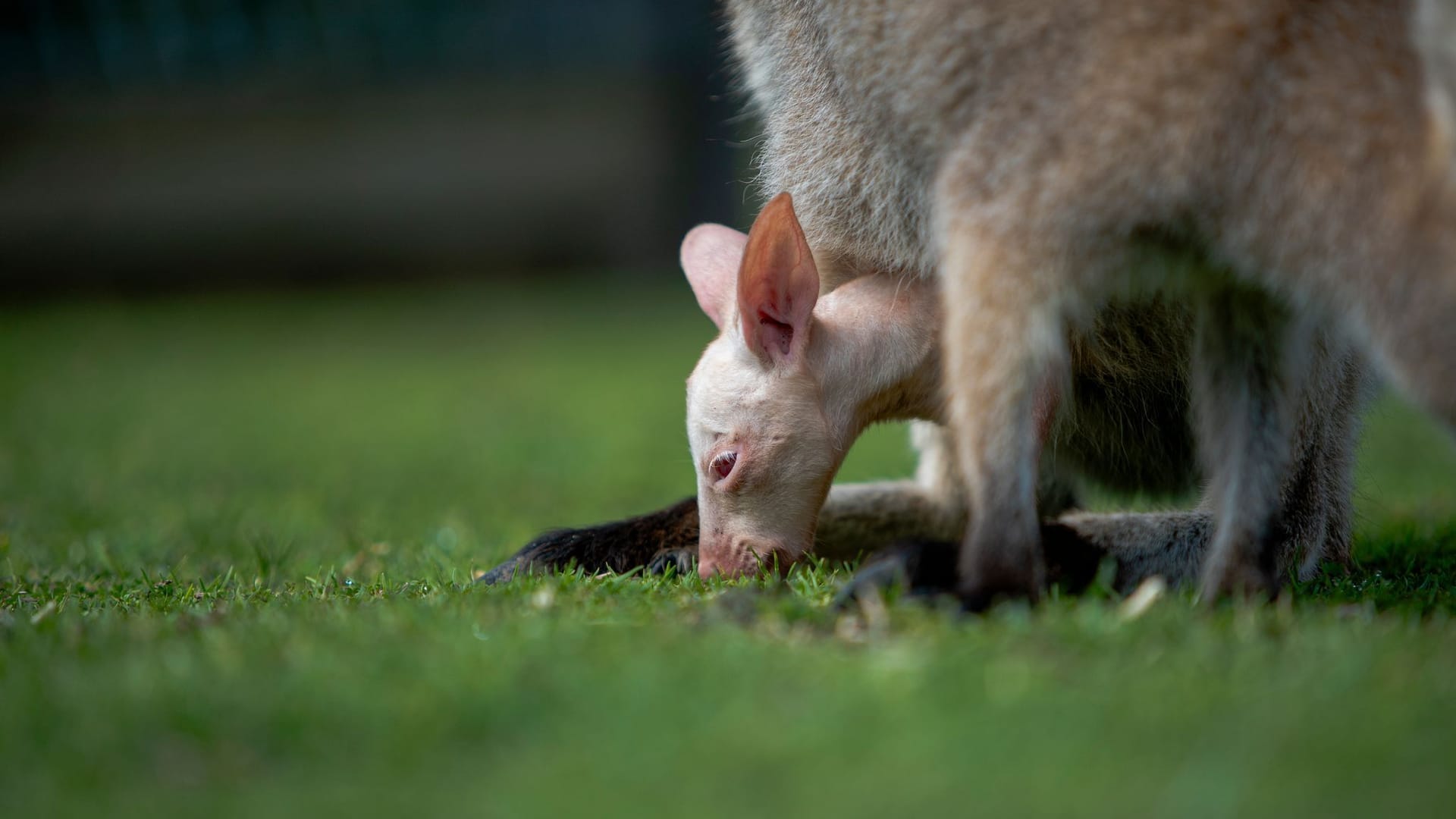 Albino-Wallaby Olaf in Australien