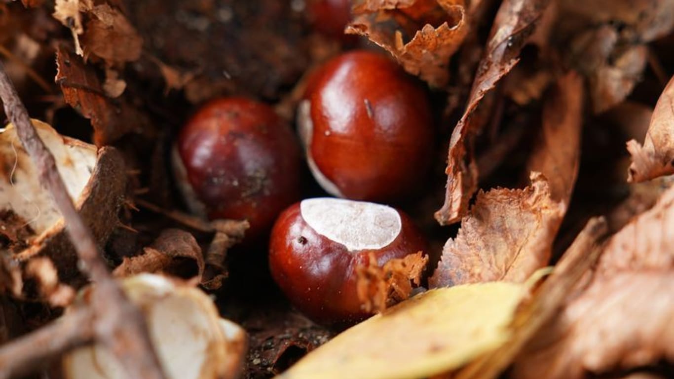 Schwerer Verdacht: Hat der Conkers-Weltmeister etwa keine herkömmliche Kastanie genutzt?