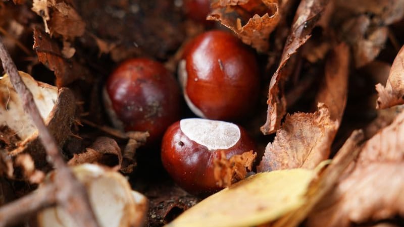 Schwerer Verdacht: Hat der Conkers-Weltmeister etwa keine herkömmliche Kastanie genutzt?