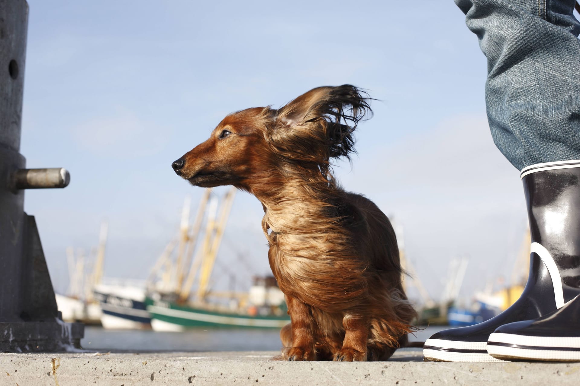 Langhaar-Zwergdackel: Was ist, wenn Hunde zittern?