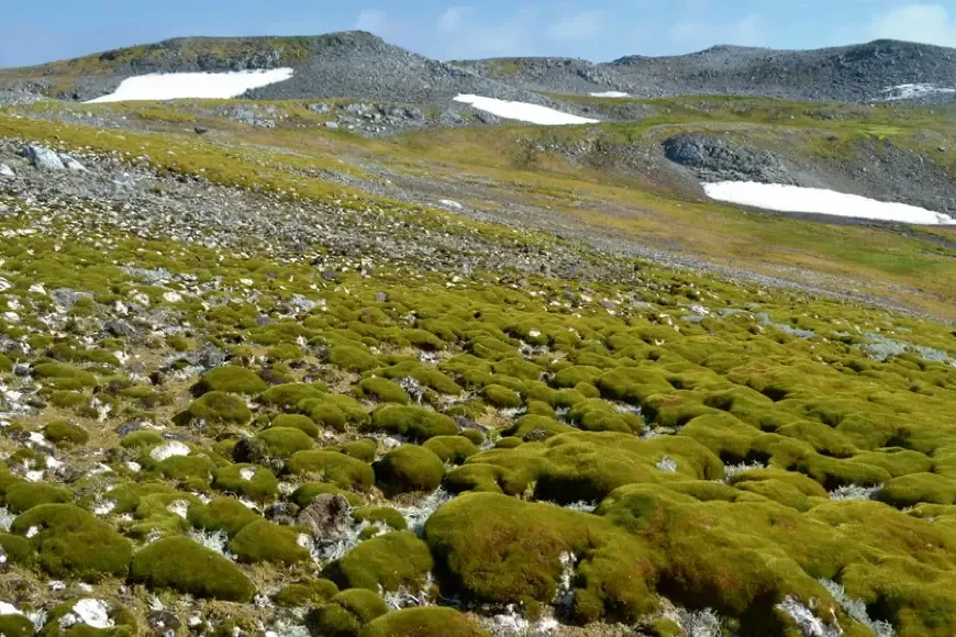 Mooshügel auf Ardley Island: Forschende haben die Entwicklung der Grünflächen in der Antarktis untersucht.