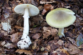 Grüner Knollenblätterpilz (Archivbild): Der Pilz gilt als einer der gefährlichsten Giftpilze.