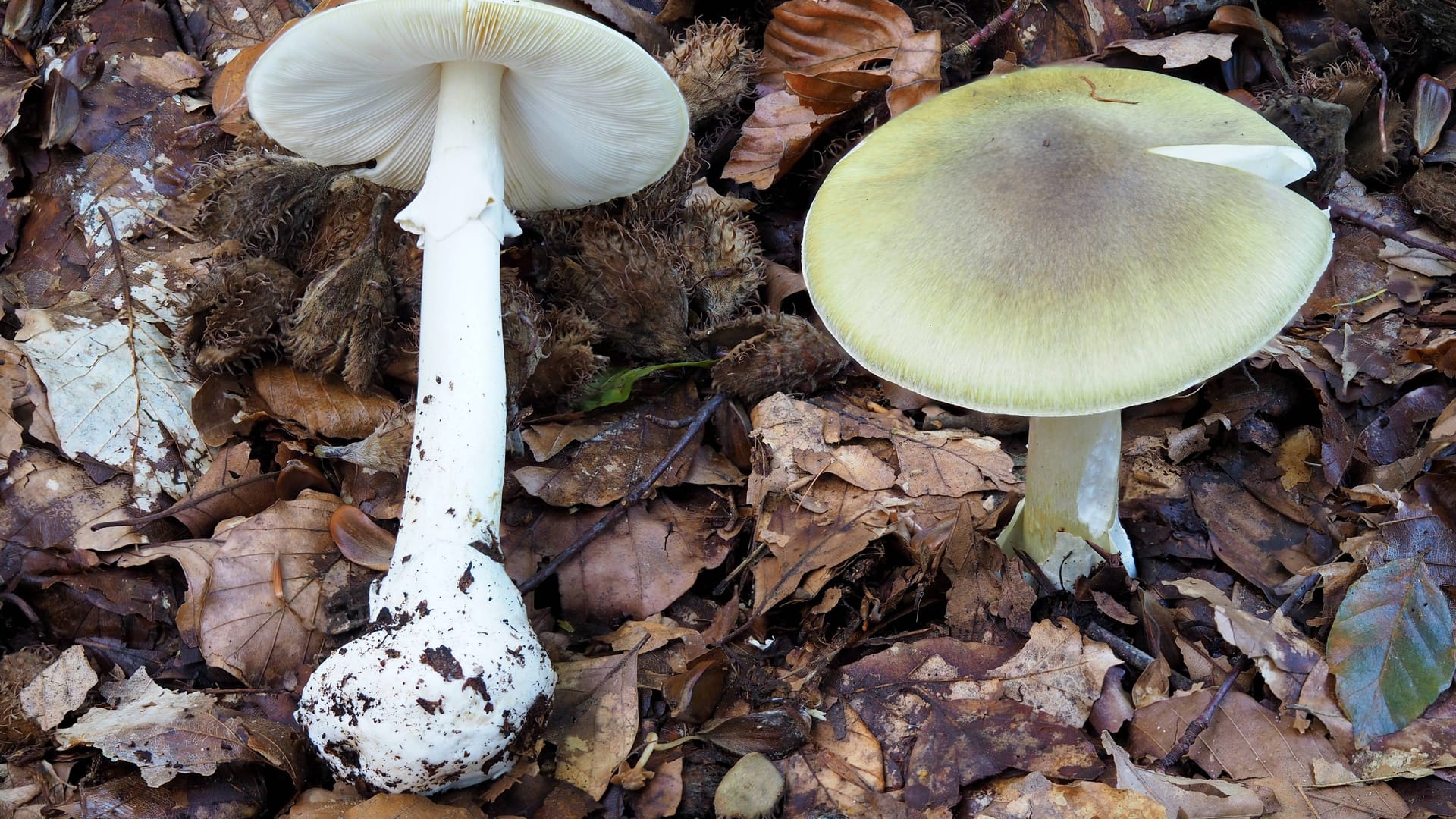 Grüner Knollenblätterpilz (Archivbild): Der Pilz gilt als einer der gefährlichsten Giftpilze.