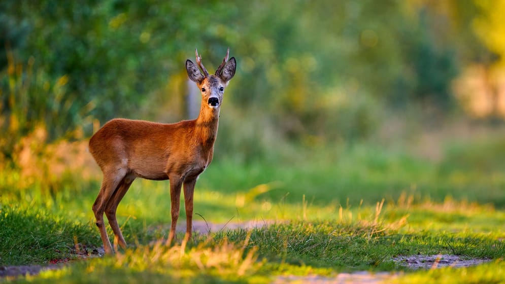 World’s unique black deer remain a German mystery