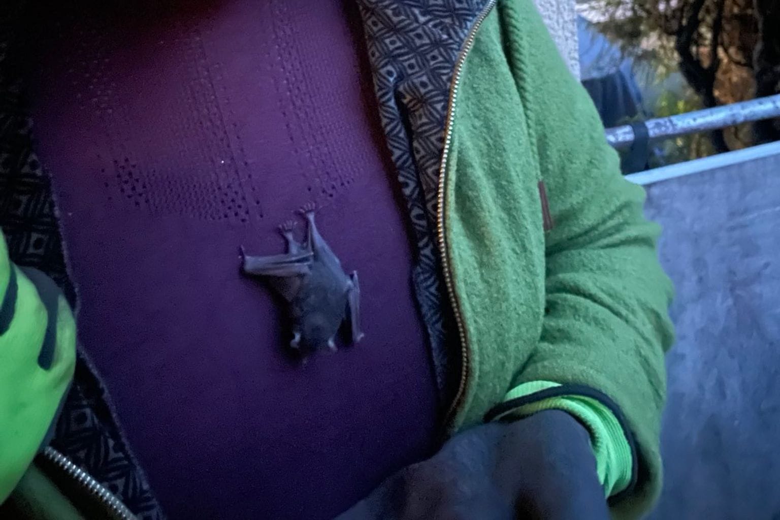 Die Lehrerin Elina Öfele steht mit einer Fledermaus an ihrem Kleid vor ihrem Zuhause (bestmögliche Qualität). Das Tier hatte sich während eines Zoobesuchs unbemerkt an ihr festgekrallt.