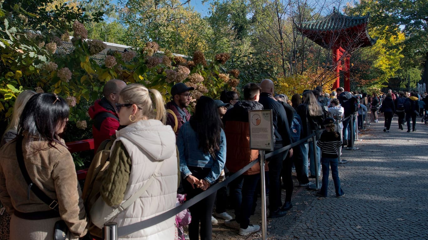 Anstehen für den Panda-Nachwuchs im Berliner Zoo