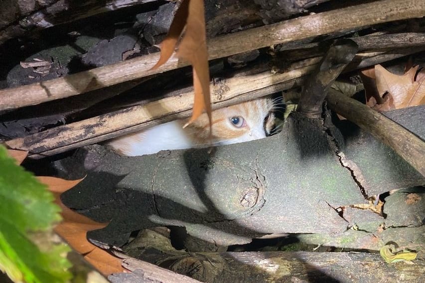 Die Katze: Unbekannte hatten versucht, einen Brennholzstapel anzuzünden, in dem sich das Tier befand.