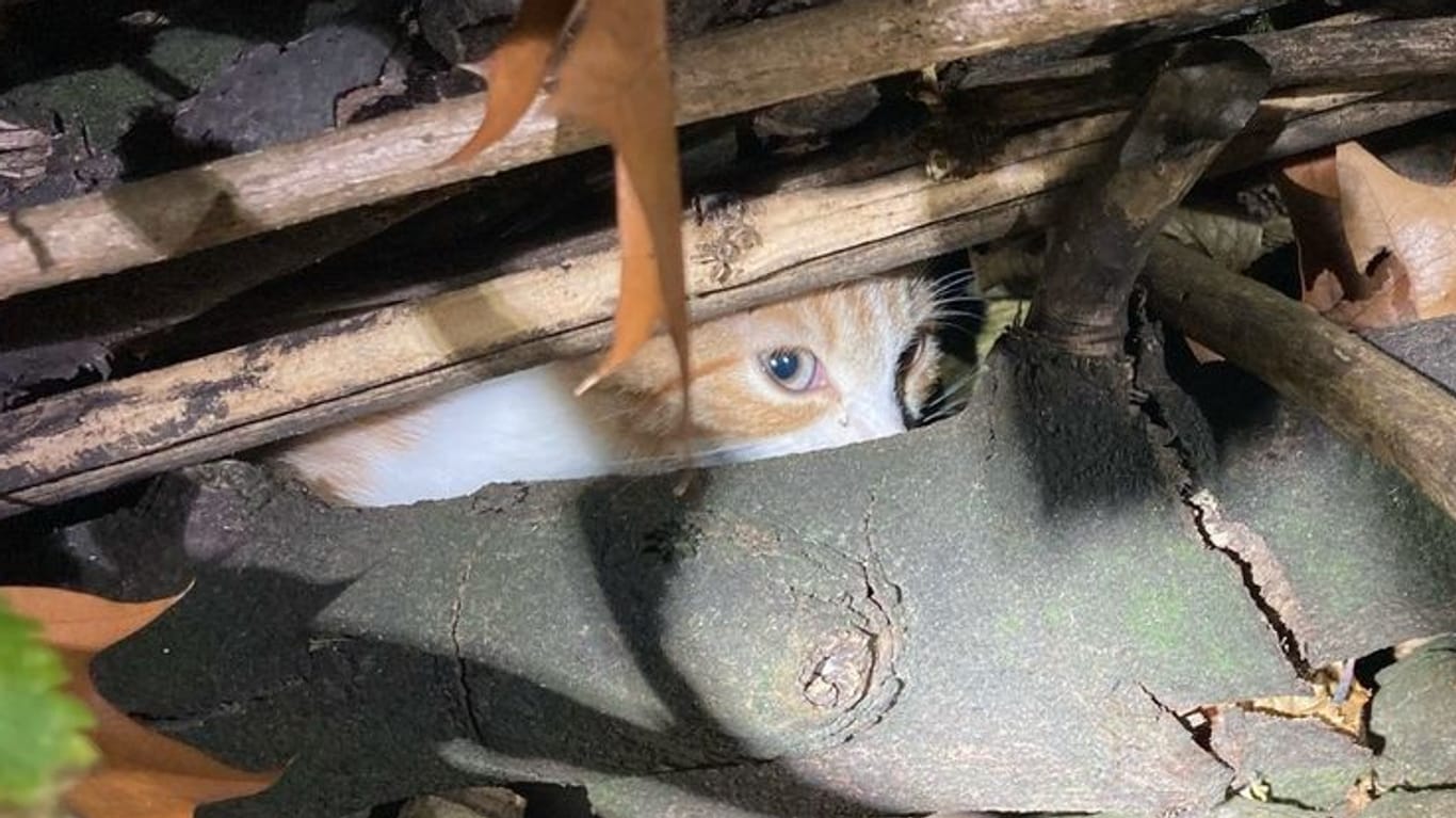 Die Katze: Unbekannte hatten versucht, einen Brennholzstapel anzuzünden, in dem sich das Tier befand.