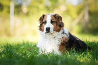 Rico kam als Abgabehund ins Tierheim: Zuvor lebte er "recht isoliert" in einem Garten, weil seine Besitzerin mit ihm überfordert war.