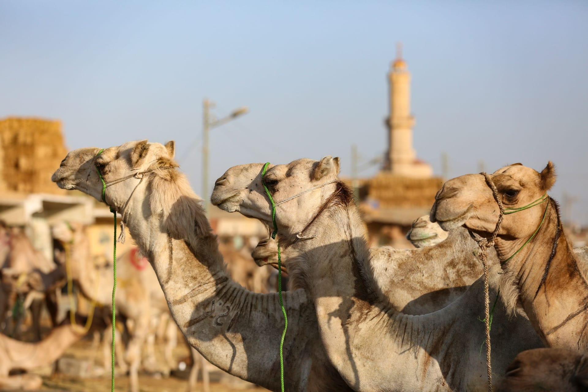 Kamelmarkt in Gizeh vor dem Eid al Adha