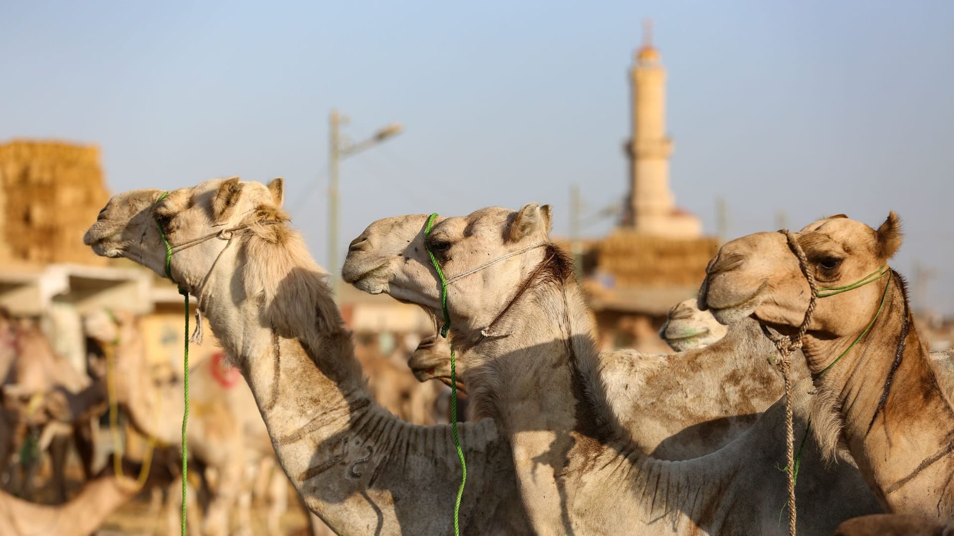 Kamelmarkt in Gizeh vor dem Eid al Adha