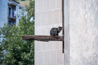 Eine Katze sitzt auf einem Balken (Symbolbild): Im Tierheim Hannover warten viele Tiere darauf, adoptiert zu werden.