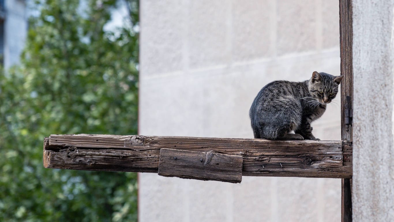 Eine Katze sitzt auf einem Balken (Symbolbild): Im Tierheim Hannover warten viele Tiere darauf, adoptiert zu werden.