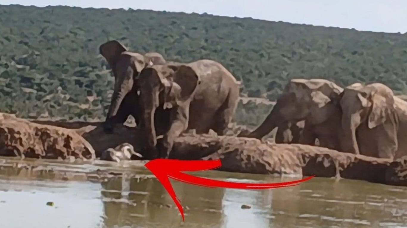 Eine Elefantenherde versuchte, ein Jungtier aus einem Wasserloch zu retten.