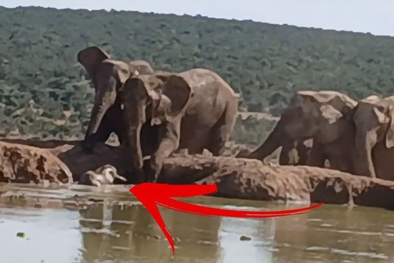 Eine Elefantenherde versuchte, ein Jungtier aus einem Wasserloch zu retten.