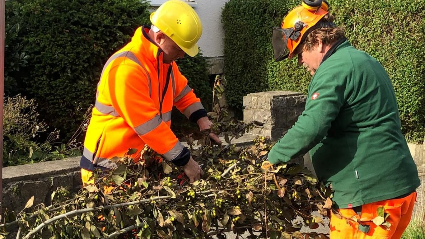 Die Mitarbeiter der Baumunterhaltung des Aachener Stadtbetriebs haben mit der Bepflanzung von hunderten Bäumen begonnen.