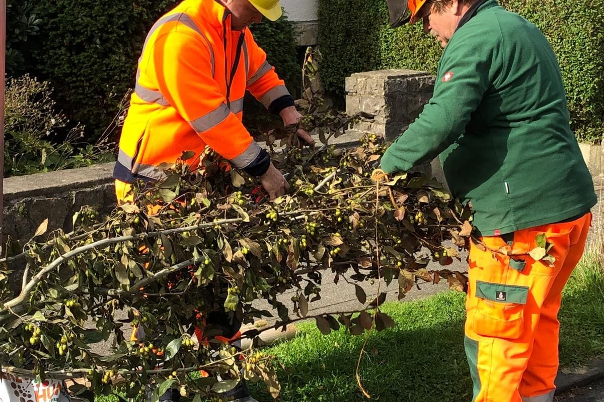 Die Mitarbeiter der Baumunterhaltung des Aachener Stadtbetriebs haben mit der Bepflanzung von hunderten Bäumen begonnen.