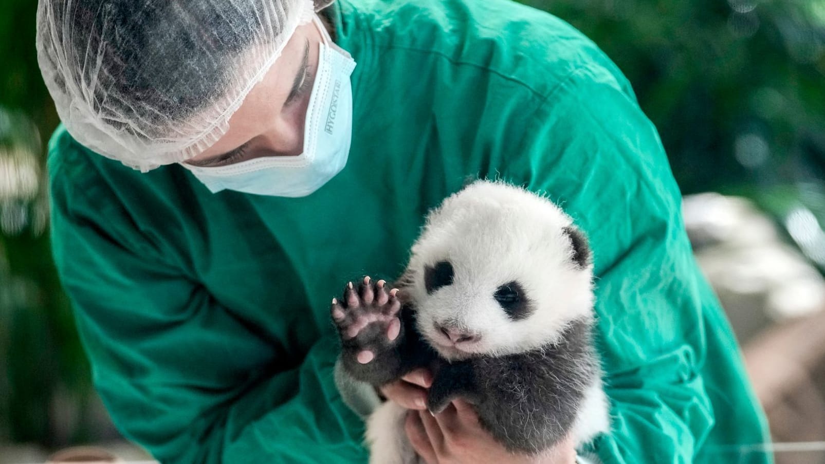 Eine Mitarbeiterin des Zoos Berlin mit einem Panda-Baby: Die Jungtiere werden der Öffentlichkeit präsentiert.