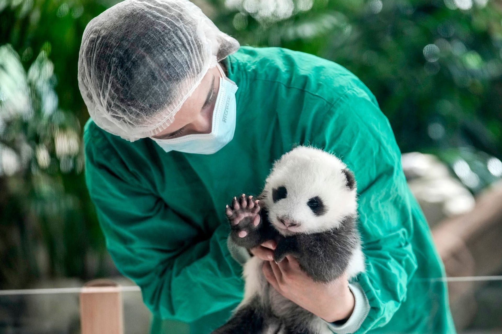 Eine Mitarbeiterin des Zoos Berlin mit einem Panda-Baby: Die Jungtiere werden der Öffentlichkeit präsentiert.