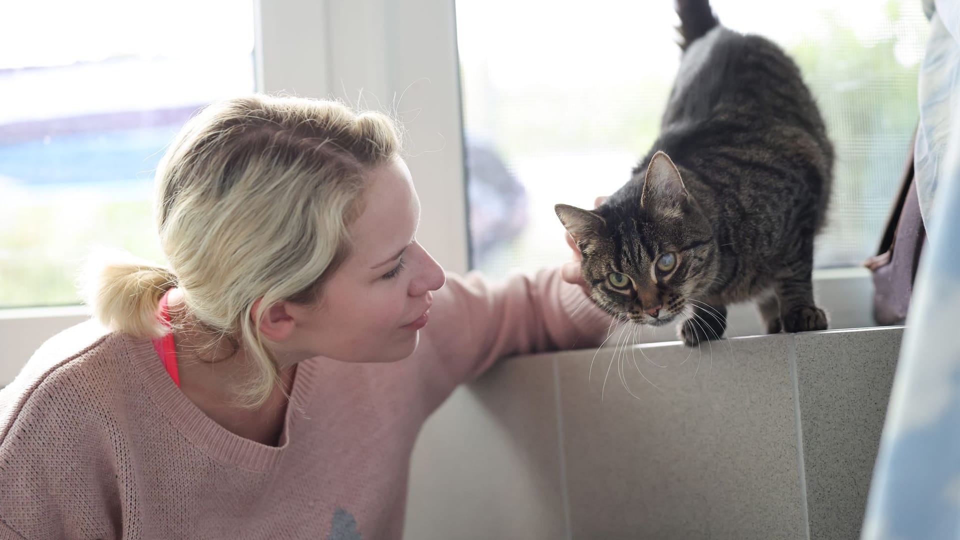 Katzenstreichler im Tierheim