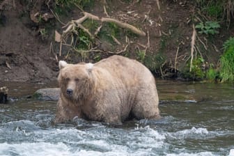 «Fat Bear»-Wahl