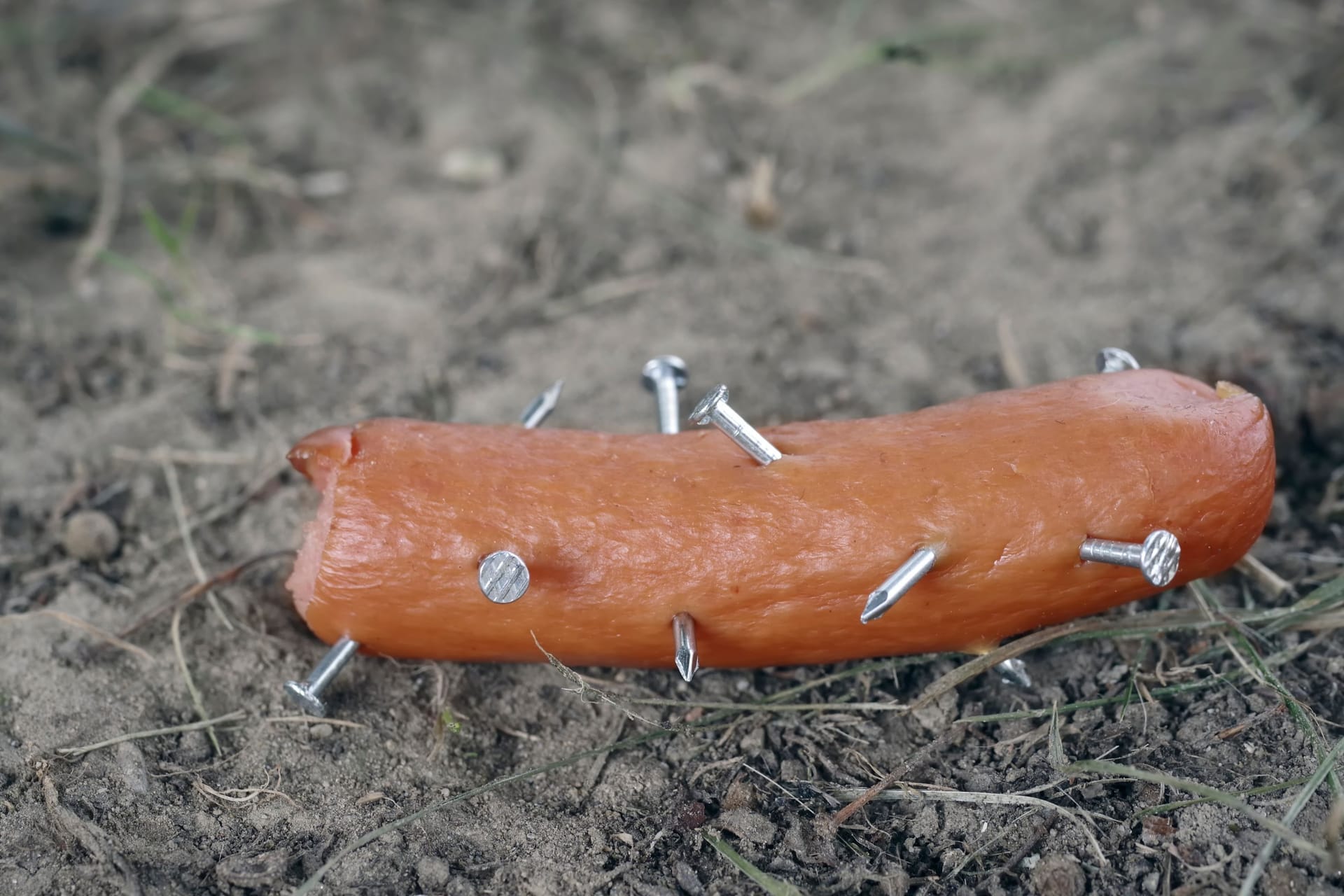 Eine mit Nägeln gespickte Wurst, die auf der Wiese liegt: Sie stellen eine erhebliche Gefahr für Hunde in Hannover dar.