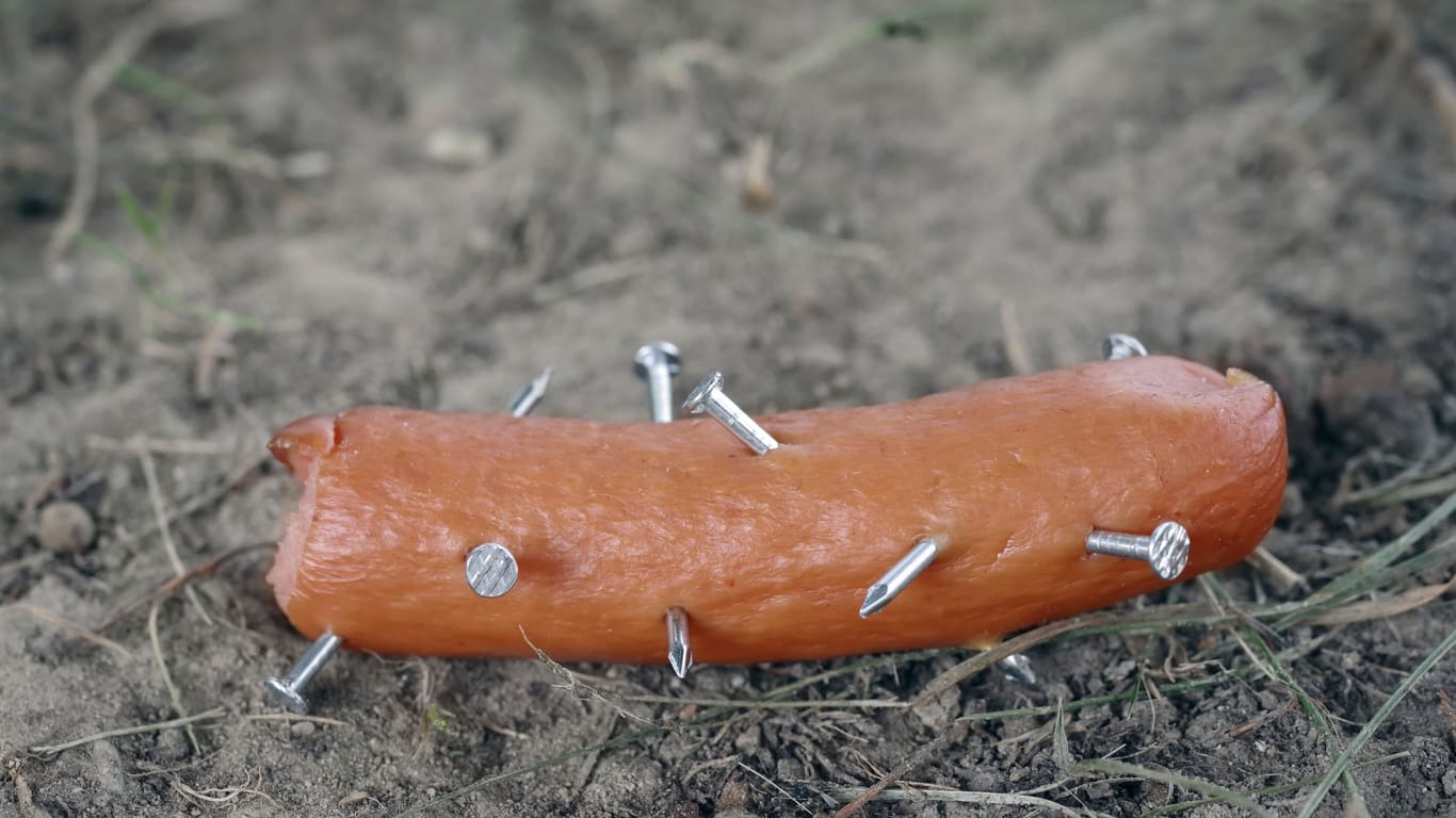 Eine mit Nägeln gespickte Wurst, die auf der Wiese liegt: Sie stellen eine erhebliche Gefahr für Hunde in Hannover dar.