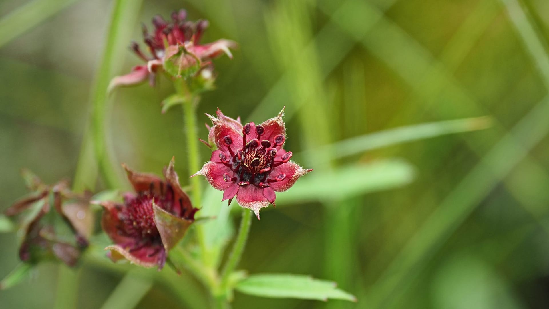 «Blume des Jahres 2025» - Sumpf-Blutauge