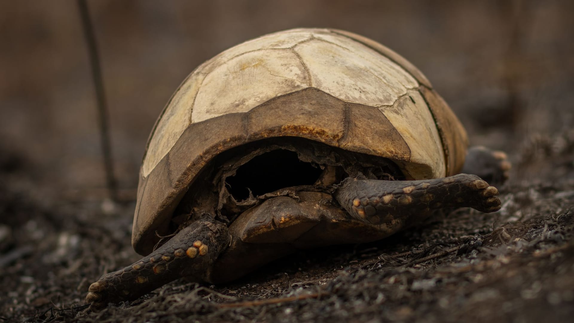 Indigene Feuerwehrleute kämpfen in Brasilien um ihr Territorium