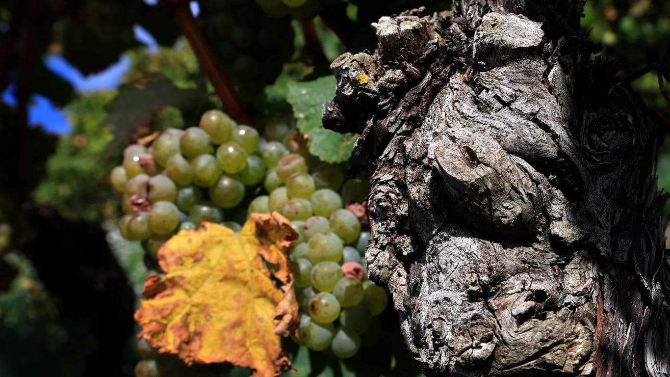 Fränkische Weinberge