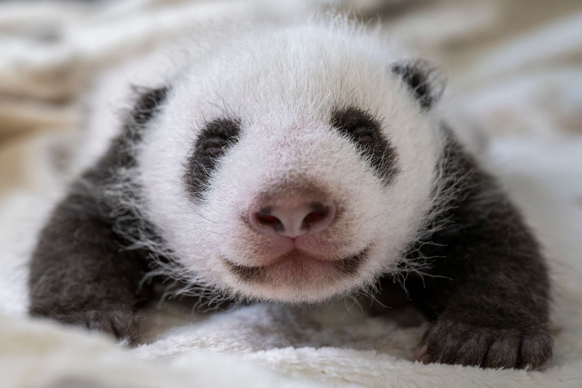 Berlin: Ein Panda-Junges liegt in seinem Bett im Berliner Zoo. Die Panda-Zwillinge im Berliner Zoo sind in knapp drei Wochen endlich für Besucher zu sehen. (Zu dpa: «Panda-Zwillinge bald für Besucher zu sehen»)