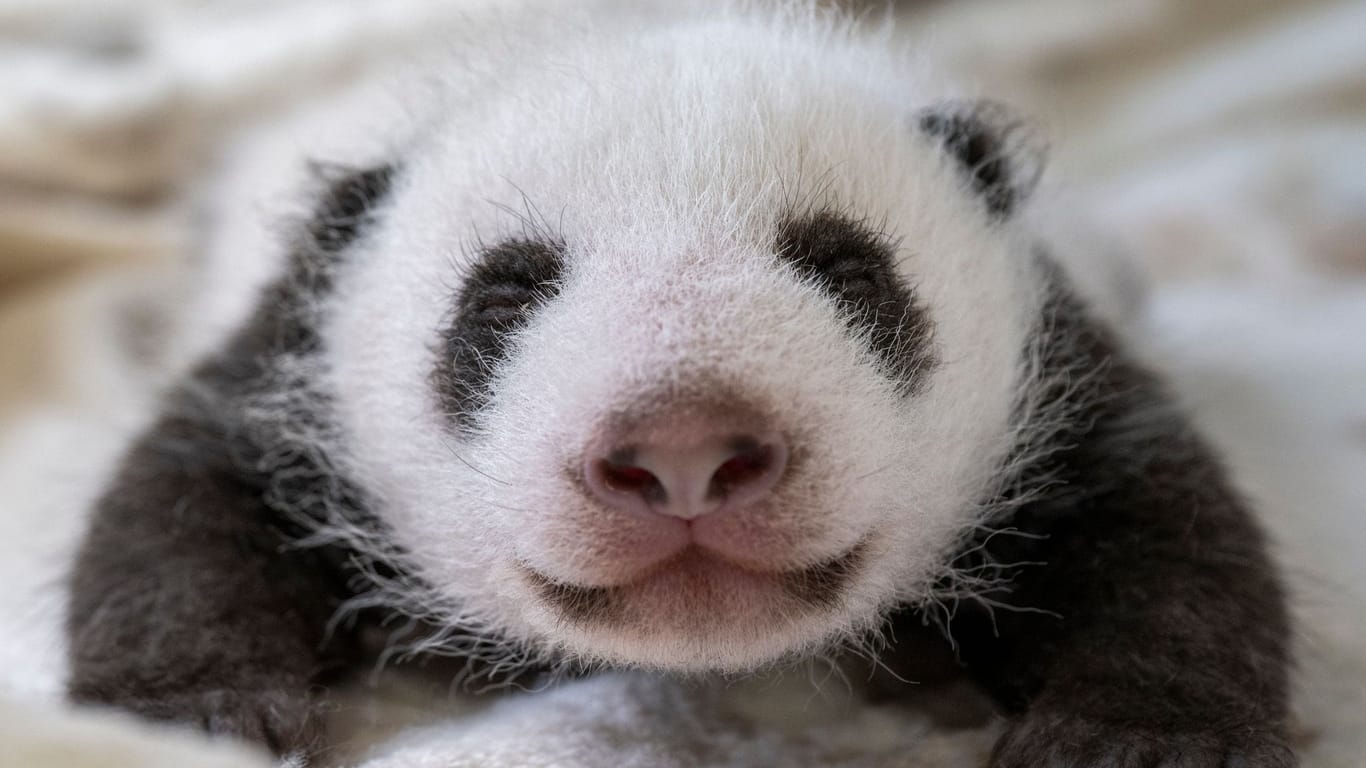 Berlin: Ein Panda-Junges liegt in seinem Bett im Berliner Zoo. Die Panda-Zwillinge im Berliner Zoo sind in knapp drei Wochen endlich für Besucher zu sehen. (Zu dpa: «Panda-Zwillinge bald für Besucher zu sehen»)