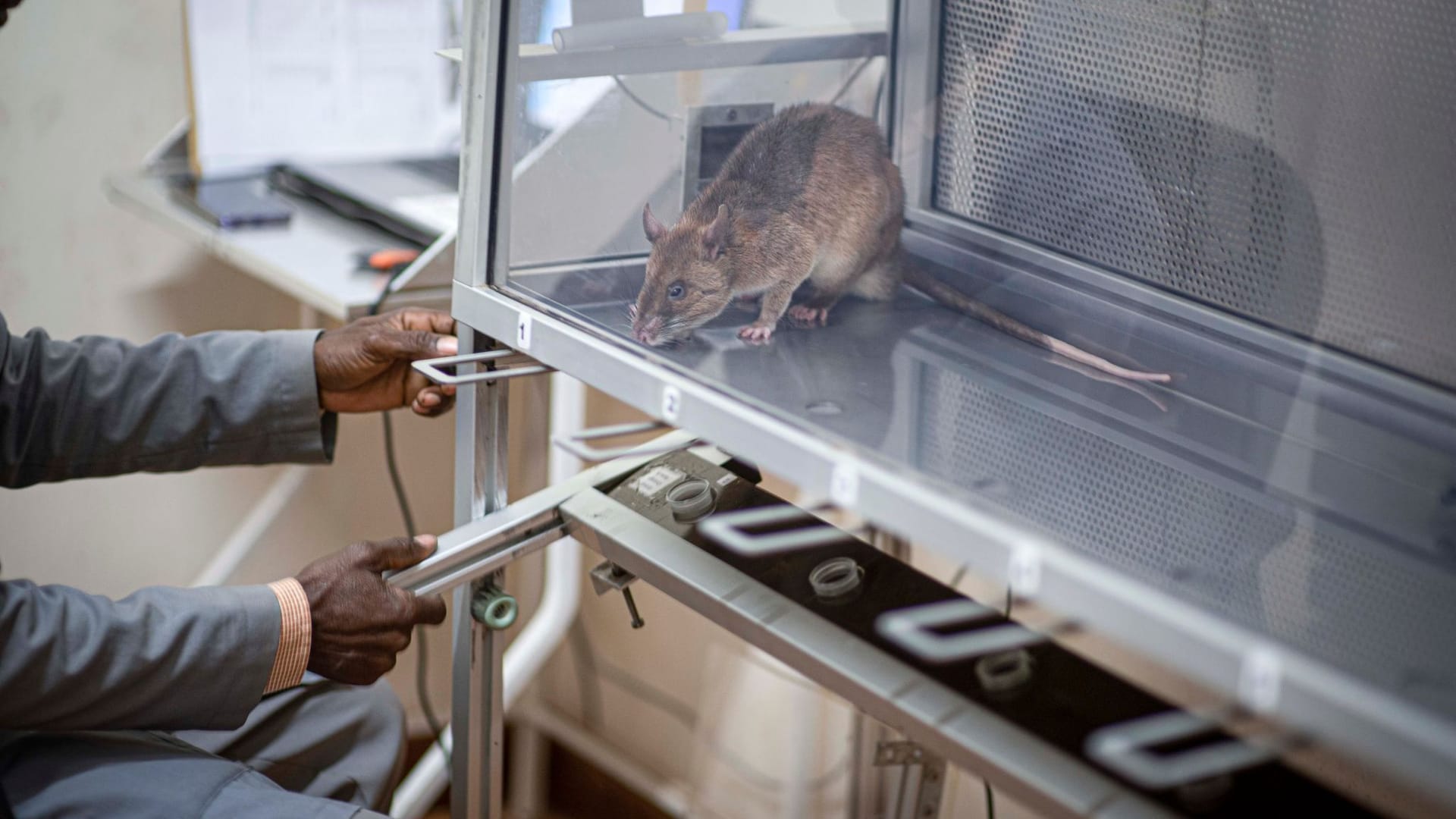 Studie: Riesenhamsterratten erschnüffeln geschmuggelte Wildtiere