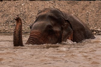 Ein Elefant im Wasser (Symbolbild): In einem Nationalpark wurden ertrunkene Elefanten gefunden.