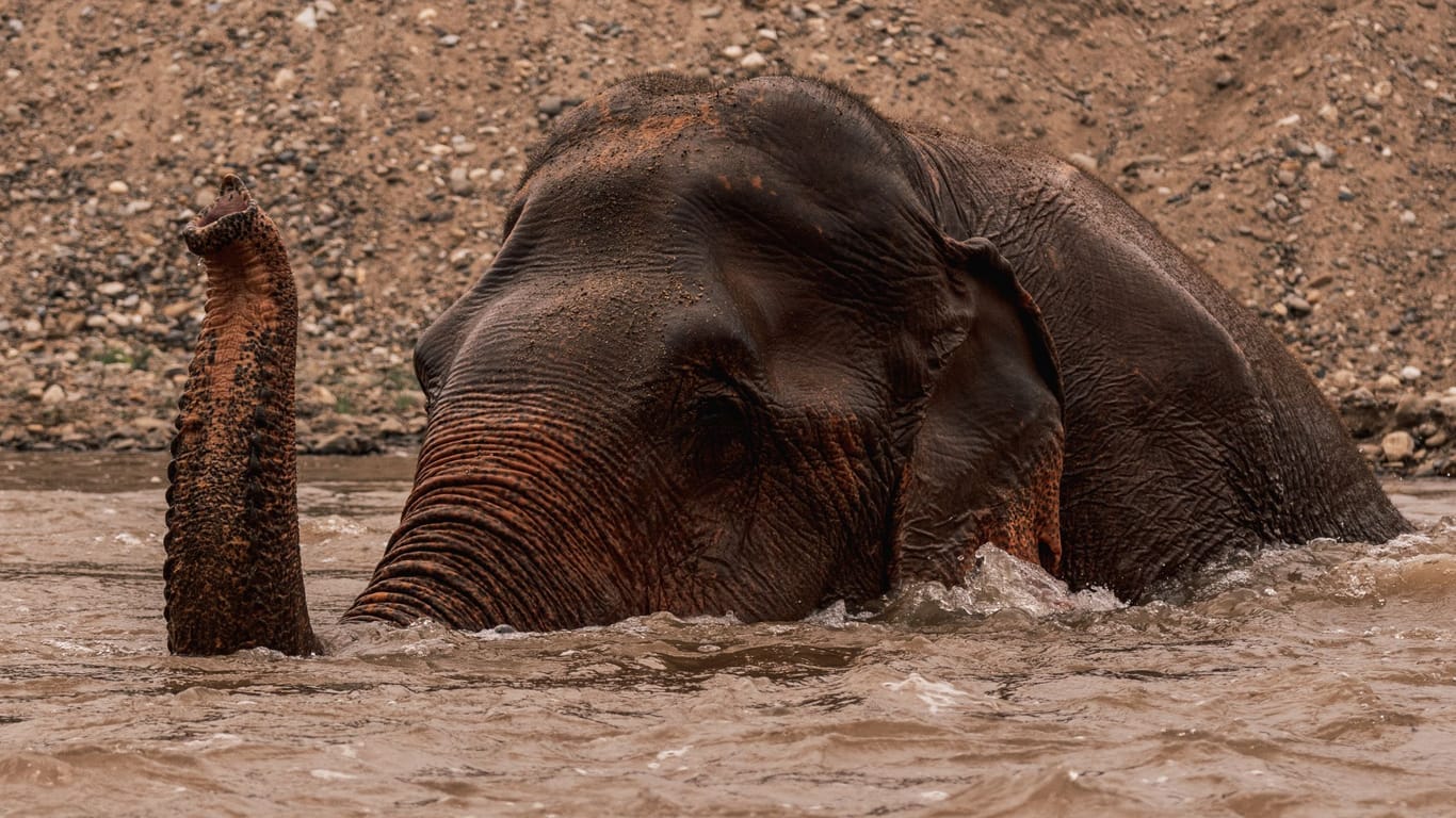 Ein Elefant im Wasser (Symbolbild): In einem Nationalpark wurden ertrunkene Elefanten gefunden.