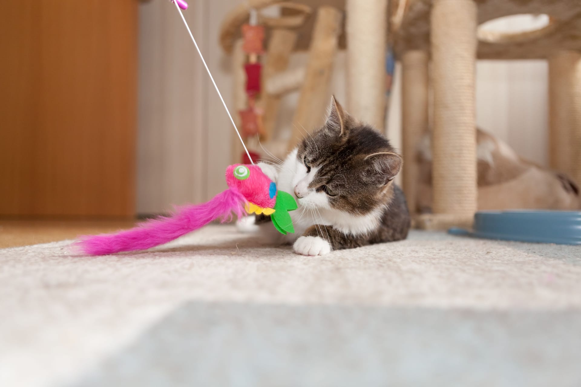 Das ideale Spielzeug für Katzen sorgt für aktive Bewegung und trägt zur Förderung der Intelligenz Ihres pelzigen Freundes bei. (Symbolbild)