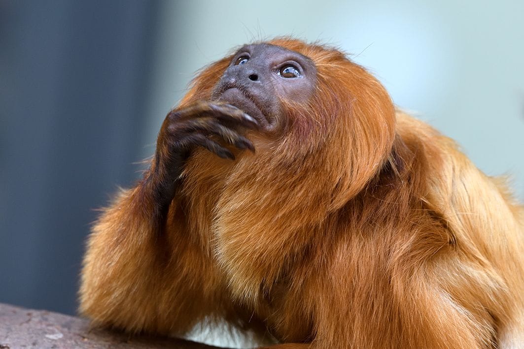 Eines der beiden Goldgelben Löwenäffchen. Apu und Nala sind bereits im April zur Welt gekommen. Eines der beiden Goldgelben Löwenäffchen. Apu und Nala sind bereits im April zur Welt gekommen.