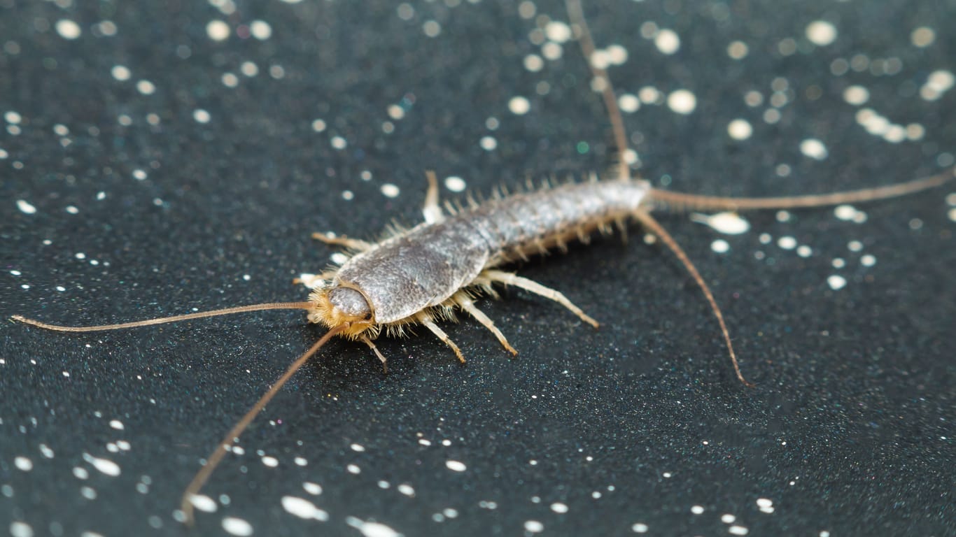 Ctenolepisma insect walks on dark surface. front side view