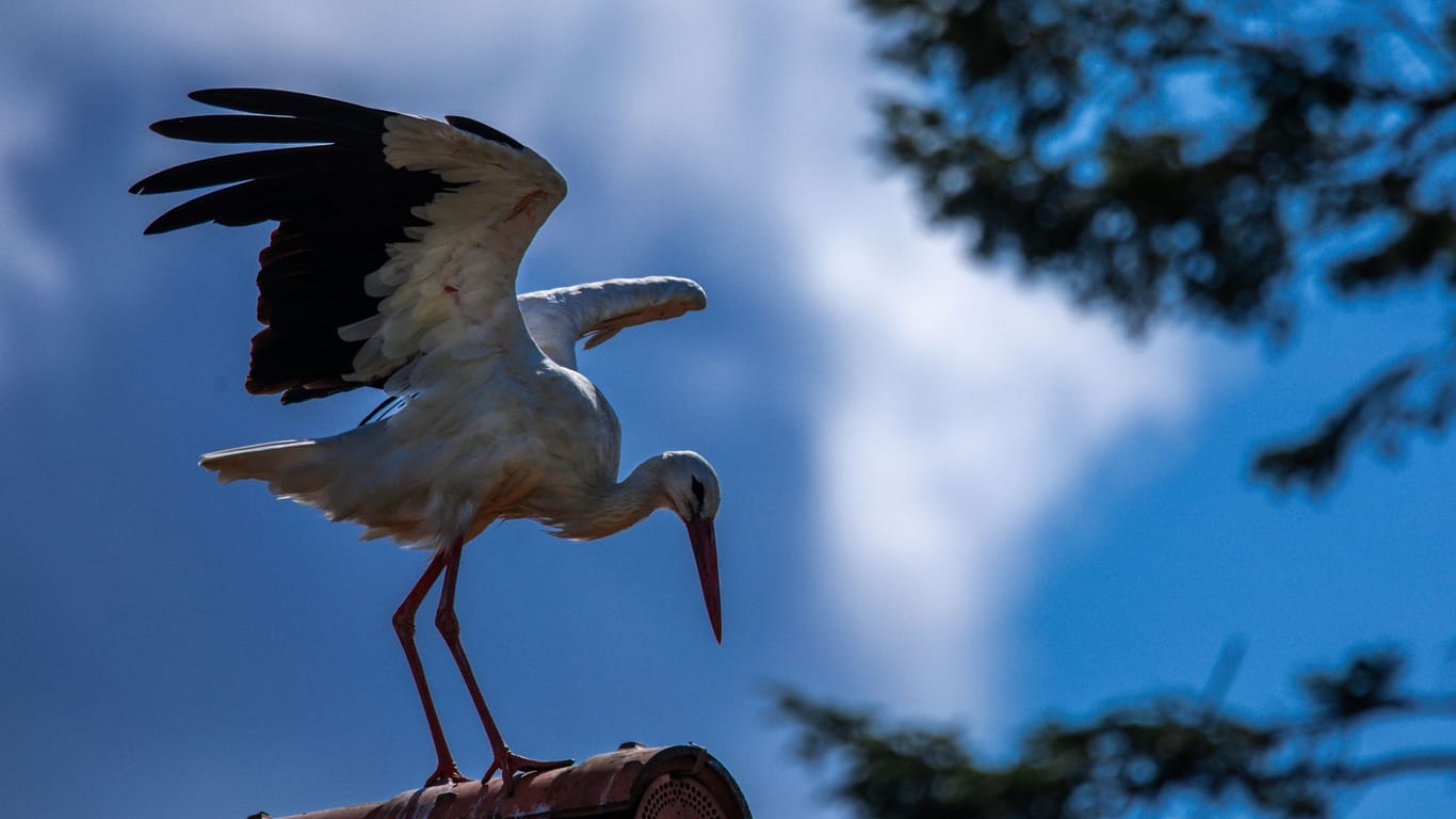 Storch in Mecklenburg-Vorpommern