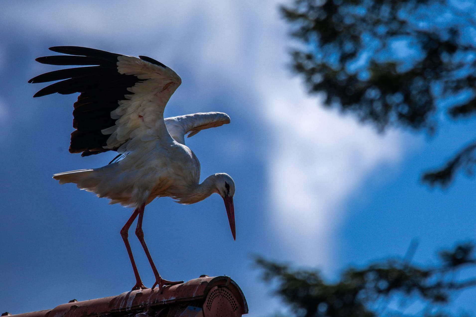 Storch in Mecklenburg-Vorpommern