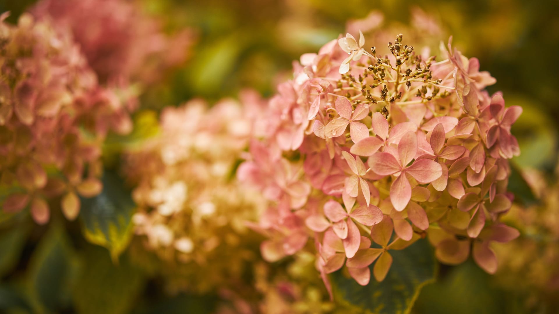 Hydrangea Arborescens or Smooth Hydrangea, flowers in autumn park.