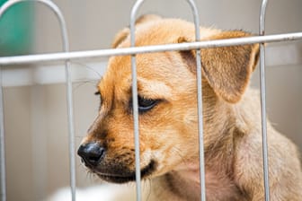 Hundewelpe im Käfig (Symbolbild): Neben den "Hobbyzüchtern" sind auch drei Mitarbeiter einer Tierpraxis angeklagt.