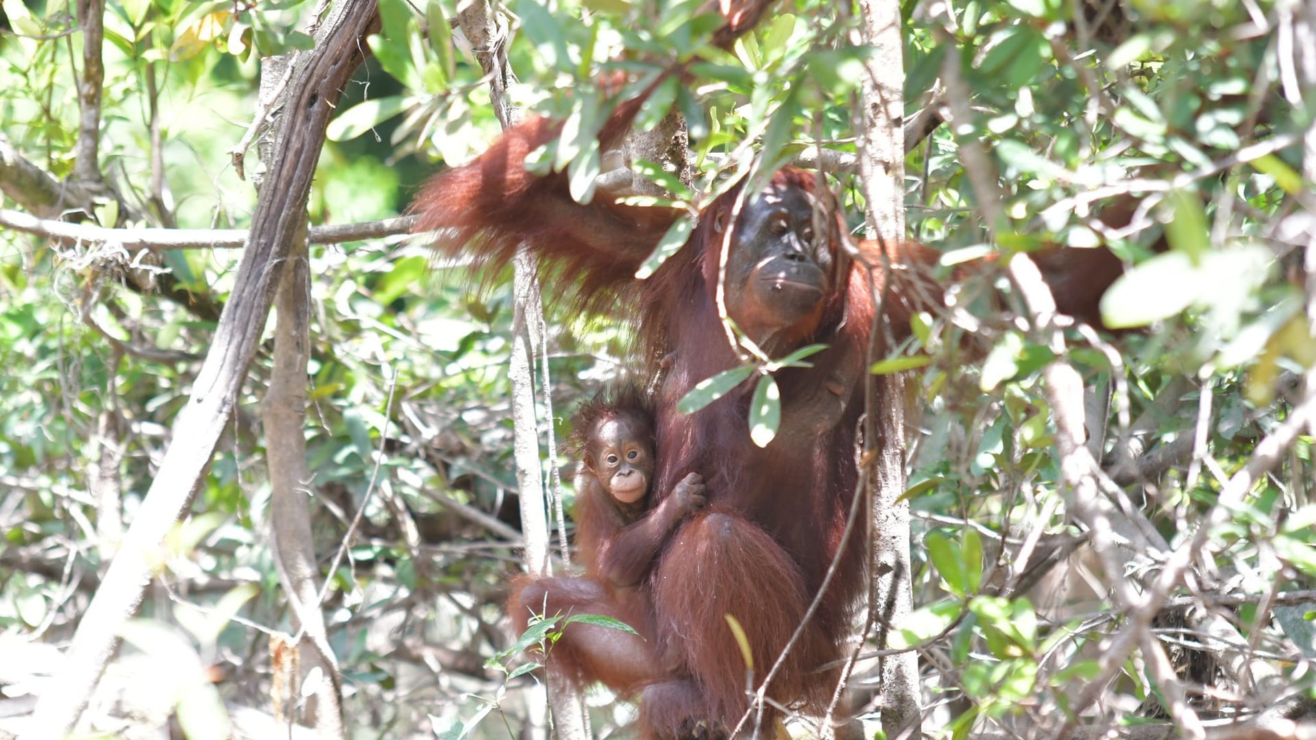 Orang-Utan-Mama Du auf Borneo