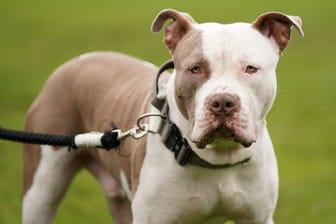 Verbot von XL Bullys in England