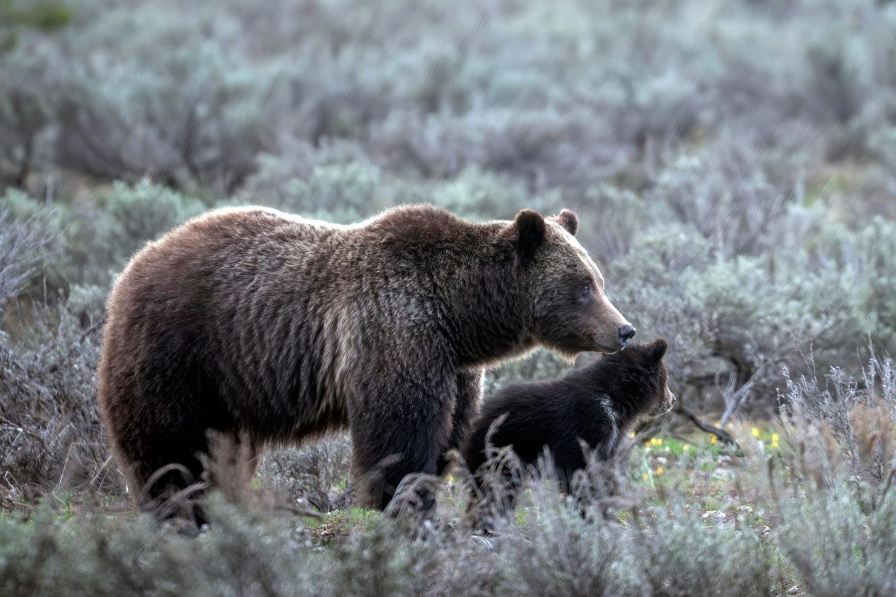 Auf diesem Foto des Grand-Teton-Nationalparks geht eine Grizzlybärin mit der Nummer 399 an der Seite eines Jungtiers spazieren. Sie ist nun ums Leben gekommen.