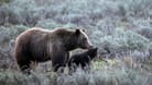 Auf diesem Foto des Grand-Teton-Nationalparks geht eine Grizzlybärin mit der Nummer 399 an der Seite eines Jungtiers spazieren. Sie ist nun ums Leben gekommen.