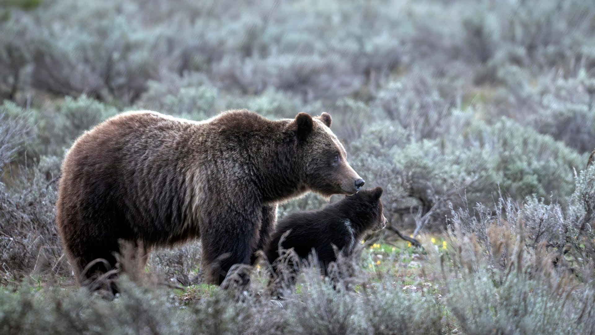 Auf diesem Foto des Grand-Teton-Nationalparks geht eine Grizzlybärin mit der Nummer 399 an der Seite eines Jungtiers spazieren. Sie ist nun ums Leben gekommen.