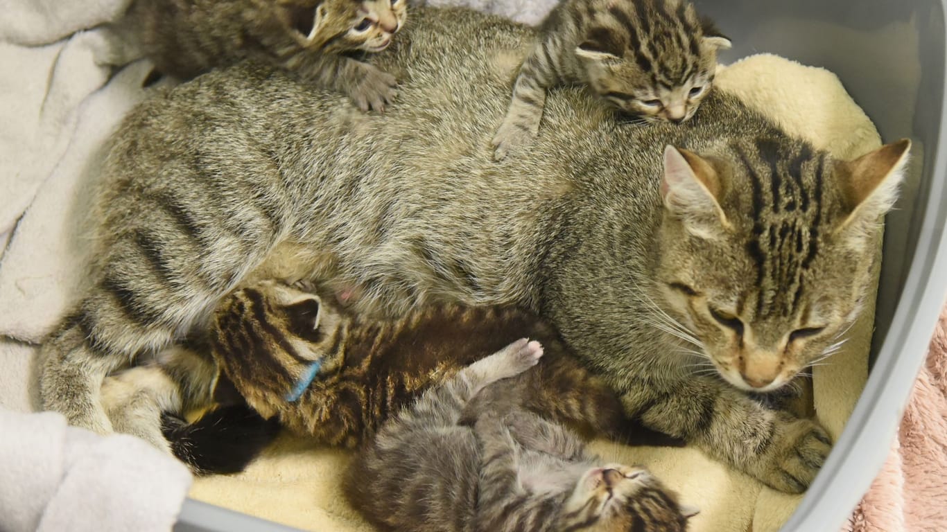 Außergewöhnlich viele Katzenbabys in sächsischen Tierheimen