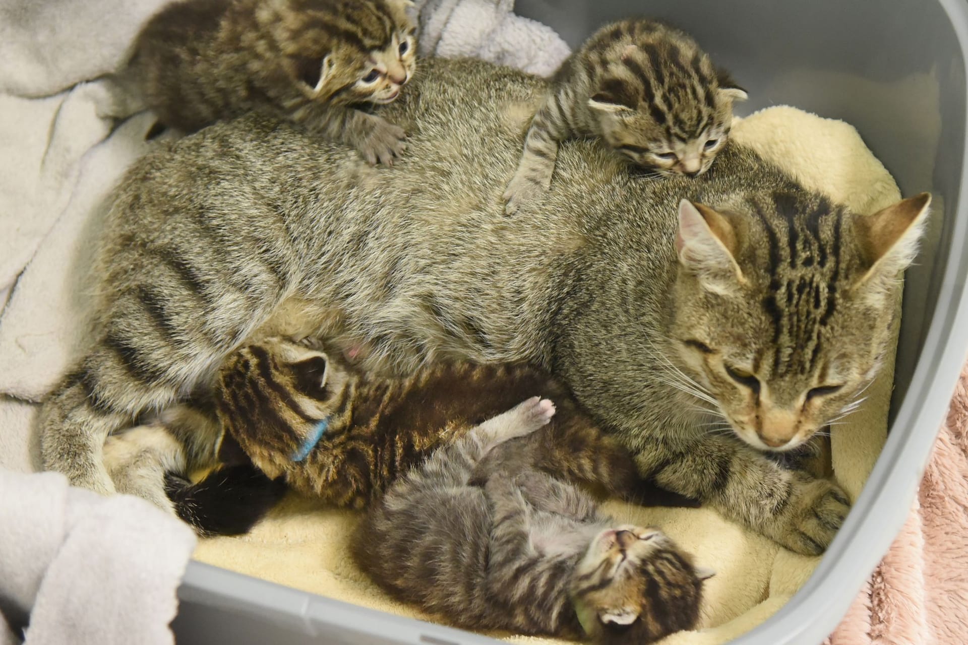 Außergewöhnlich viele Katzenbabys in sächsischen Tierheimen