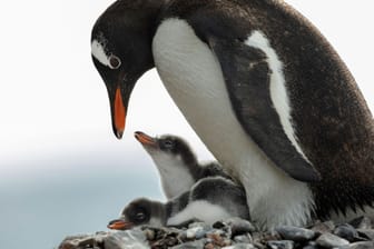 Antarktis-Konferenz in Hobart - Weddellmeer